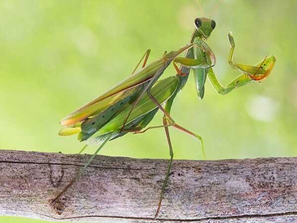 Nằm mơ thấy bọ ngựa