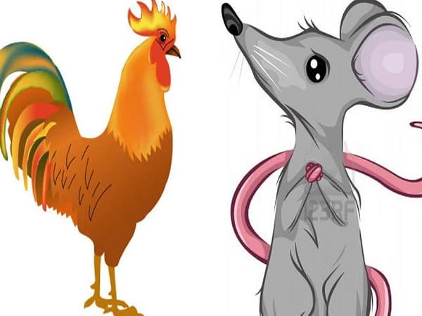 Luận tuổi Dậu với tuổi Tý có hợp không?