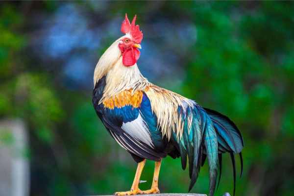 Tử vi tuổi Tân Dậu hôm nay hung hay cát?