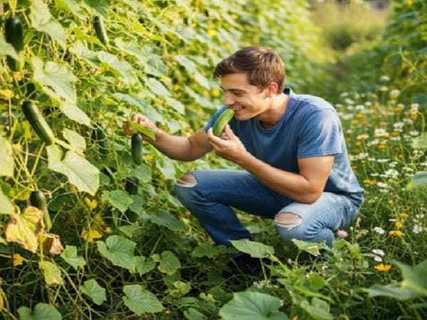 Chiêm bao thấy ăn dưa chuột tại vườn