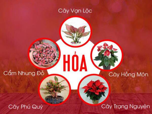 Top 10 cây cảnh hợp mệnh Hỏa 1987