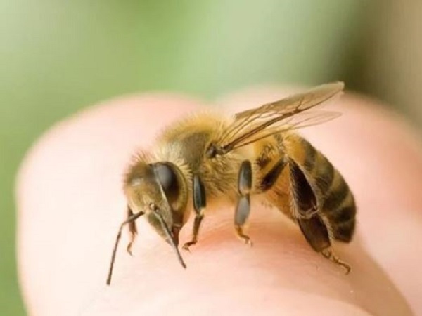 Ý nghĩa chung khi bị ong đốt theo tâm linh