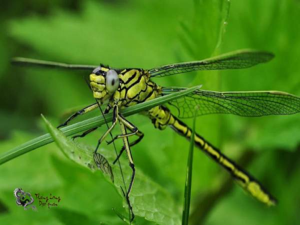 chuồn chuồn bay vào nhà là điềm gì