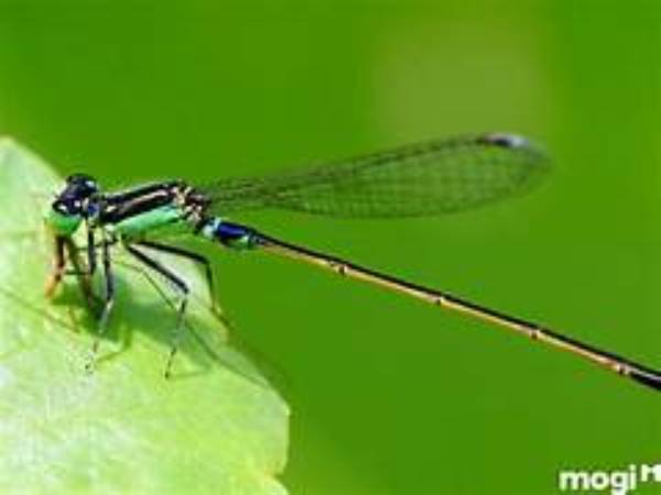 Chuồn chuồn kim (chuồn chuồn vàng) bay vào nhà