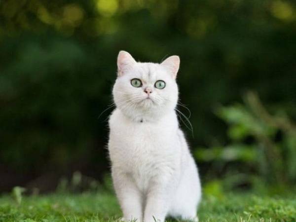 mèo hàng xóm vào nhà là điềm gì