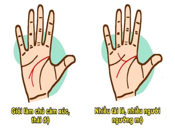 Đường trí đạo rẽ nhánh – biểu tượng của trí tuệ linh hoạt và khả năng thích ứng chỉ tay trí đạo rẽ nhánh