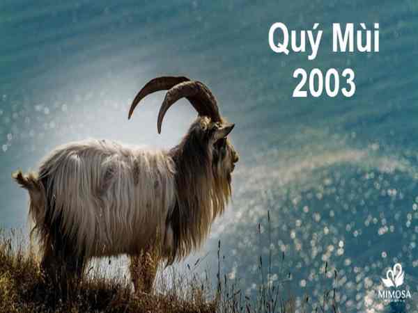 Tổng quan về nữ sinh năm 2003 – Quý Mùi Tổng quan về nữ sinh năm 2003 – Quý Mùi