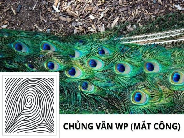 Vân tay mắt công là gì?