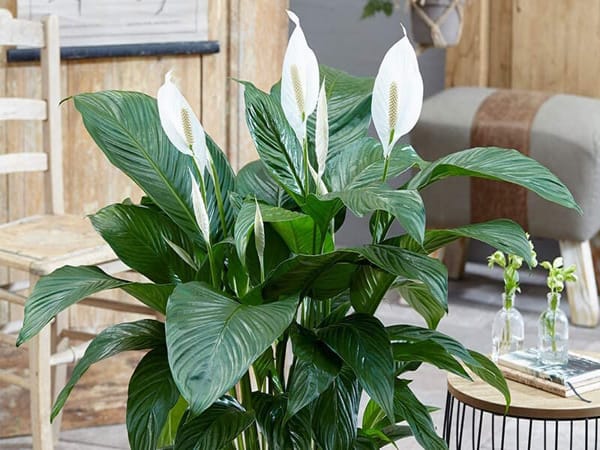 Nữ mệnh Mộc hợp cây gì