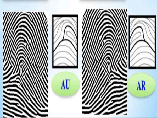 Chủng vân tay núi AU – nhóm vân tay hiếm Chủng Arch