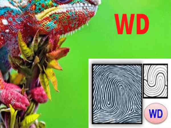 Chủng Wd – Whorl Double Loop (Tắc Kè Hoa Linh Hoạt) Chủng Wd – Whorl Double Loop (Tắc Kè Hoa Linh Hoạt)