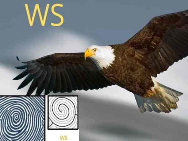 Chủng vân tay đại bàng Ws – Spiral Whorl (Đại Bàng Xoáy Nước) Chủng vân tay đại bàng Ws – Spiral Whorl (Đại Bàng Xoáy Nước)