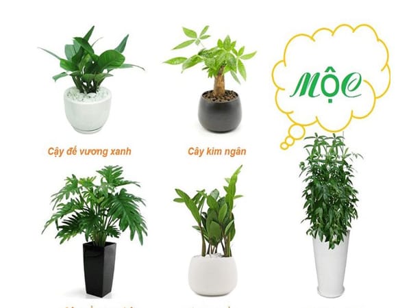 Mệnh Mộc hợp cây gì thu hút tài lộc nhất?