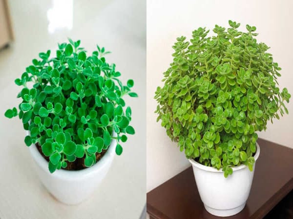 Cây phong thủy giúp kích hoạt tài vận và hóa giải xui xẻo cho tuổi Giáp Tuất