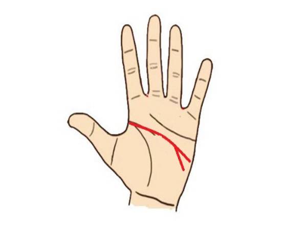 Chỉ tay trí đạo rẽ 2 nhánh – biểu tượng của tư duy song hành chỉ tay rẽ 2 nhánh –