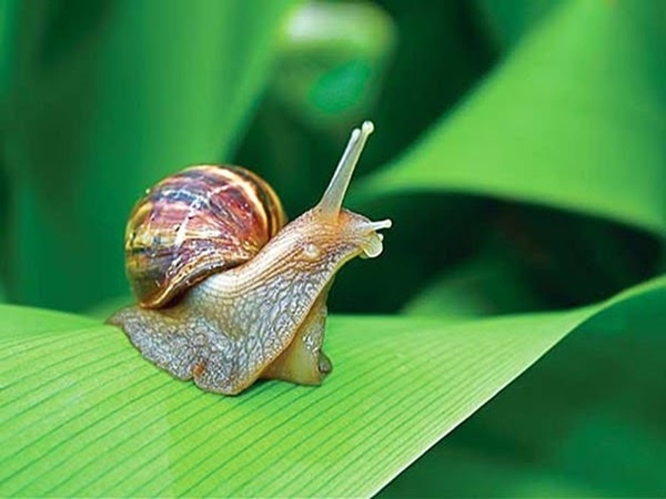 Nằm mơ thấy bắt ốc là điềm gì có số nào đẹp?