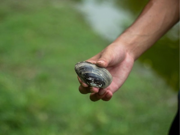 Mơ thấy bắt ốc đánh con gì mang may mắn trúng thưởng?