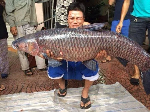 Nằm mơ thấy cá trắm có số gì phát lộc mang ý nghĩa gì