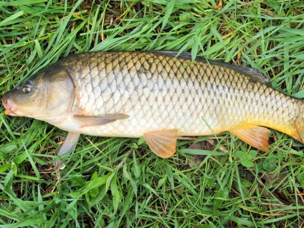 Nằm mơ thấy cá trắm có số gì phát lộc mang ý nghĩa gì