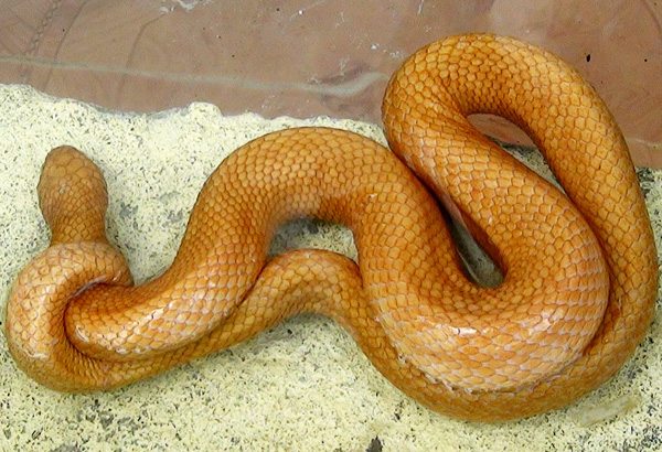 Nằm mơ thấy rắn màu vàng là điềm gì có số gì phát tài