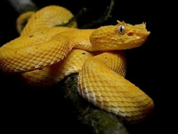 Nằm mơ thấy rắn màu vàng là điềm gì có số gì phát tài