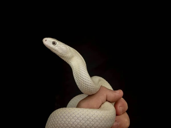 Giải mã nằm mơ thấy rắn trắng đánh con gì, số mấy trúng thưởng?